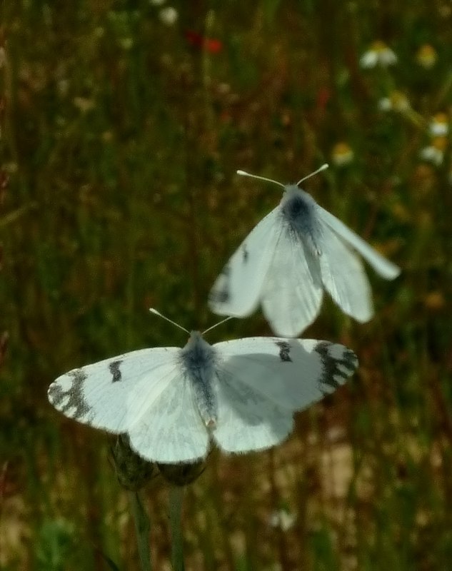 M e F  : foto di coppia